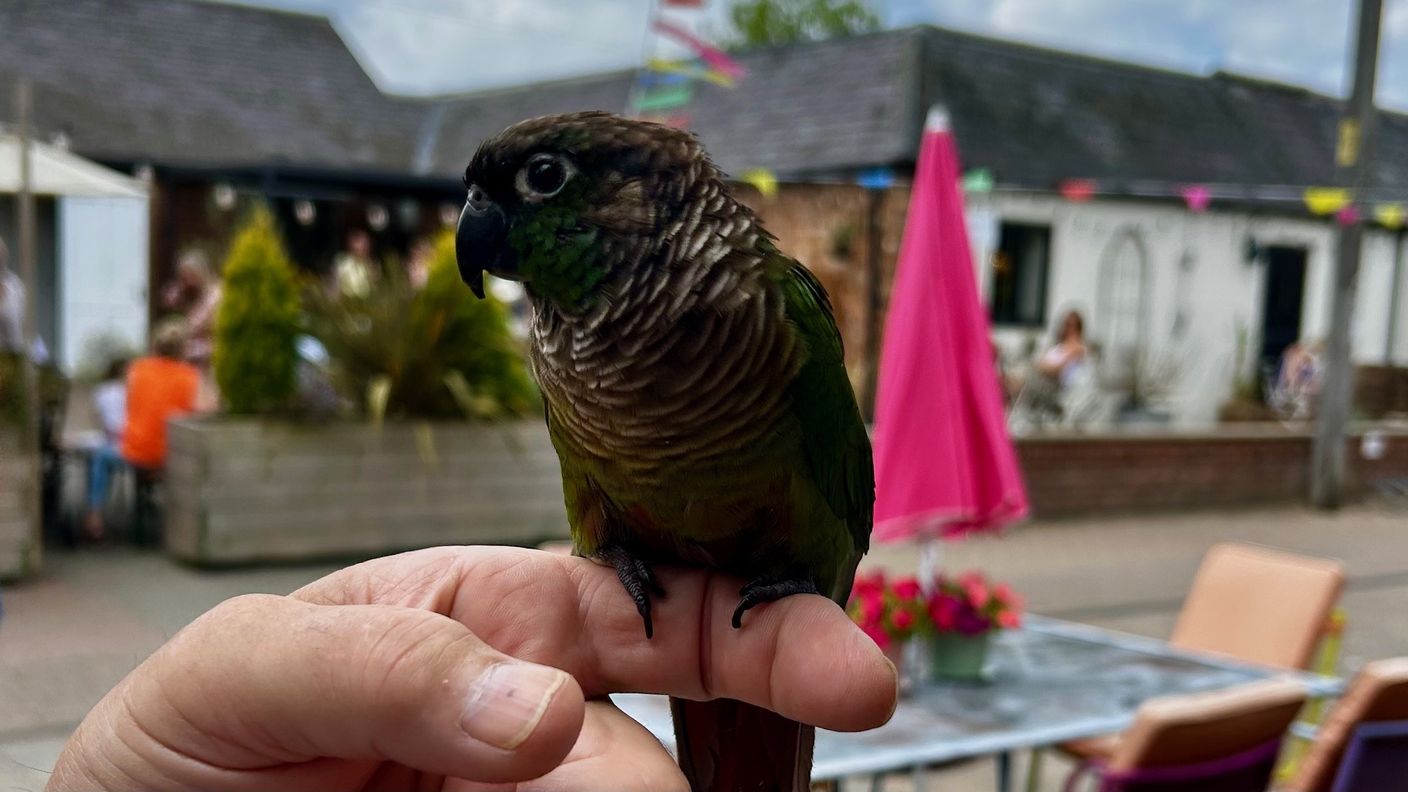 Pyrrhura bird named Charlie