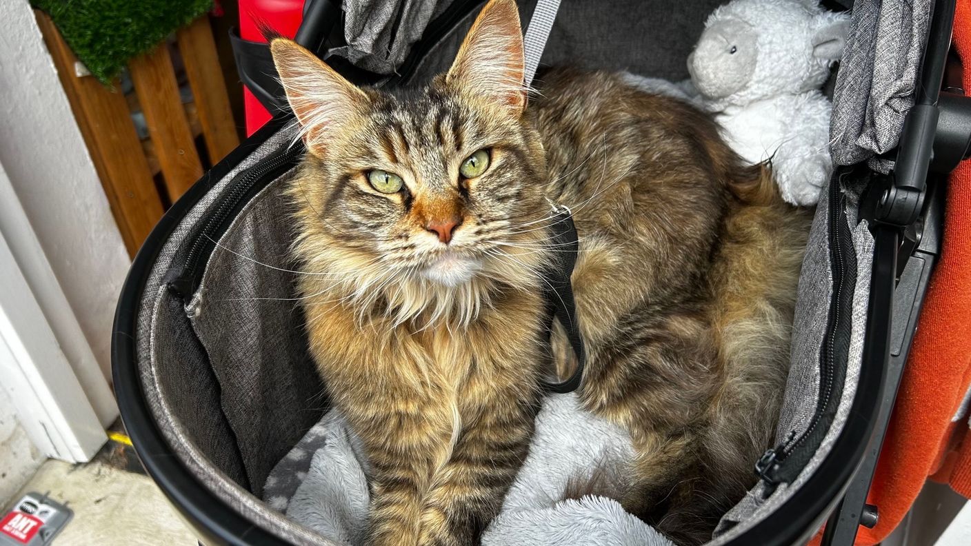 Maine Coon cat named Rosie