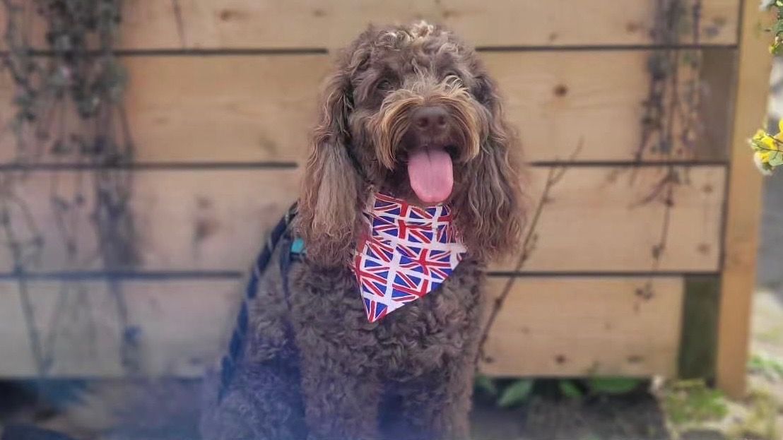 Brown Cockapoo named Idris
