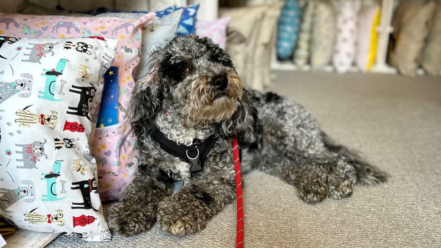 Grey Cockapoo named Morgan